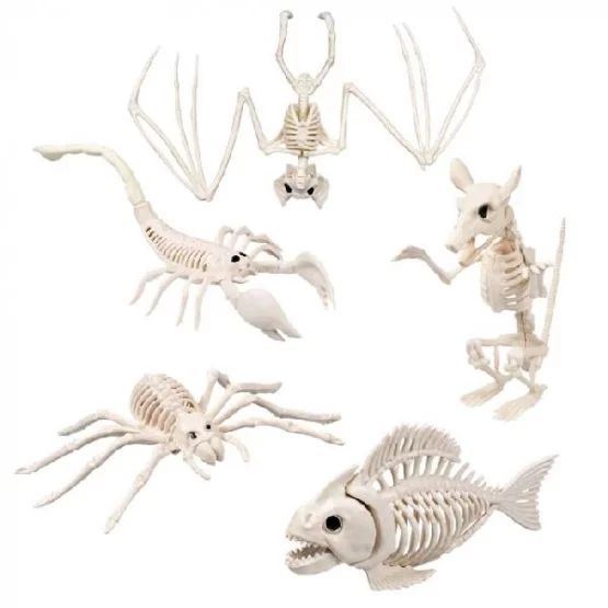 Skelett Tiere assortiert